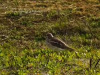 Grielen [Burhinidae]